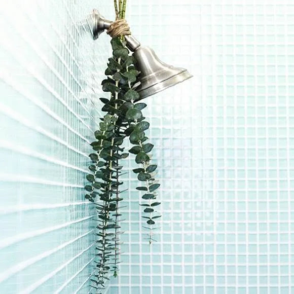 Fresh eucalyptus leaves tied to a silver shower head against light blue tiled walls.