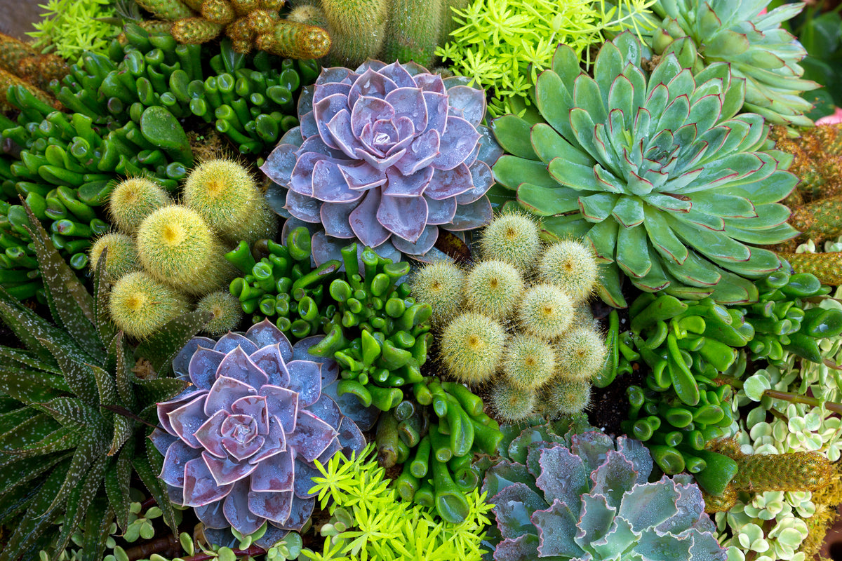 Desert Botanical Ingredients and its Skincare Benefits